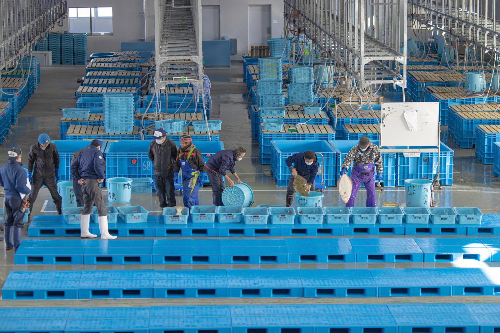 魚市場の競り場で仕分けする漁師たち