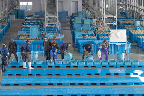 水揚げしたばかりの魚が競りにだされる