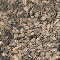 茶色に変色した枯葉で埋め尽くされた地面のテクスチャーの写真