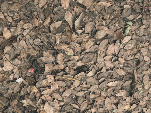 茶色に変色した枯葉で埋め尽くされた地面のテクスチャー