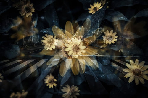 横断歩道と黄色いガーベラのフォトモンタージュ