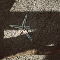 砂浜に打ち上がった干上がったひとでの生物の写真