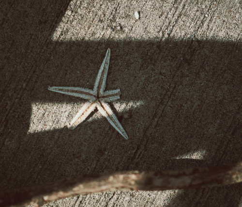 砂浜に打ち上がった干上がったひとでの生物