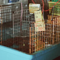 いわき市小名浜港の魚市場に並ぶ活毛ガニの水槽の写真