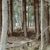 間伐された林の切り株と倒木が積もる林床の風景の写真