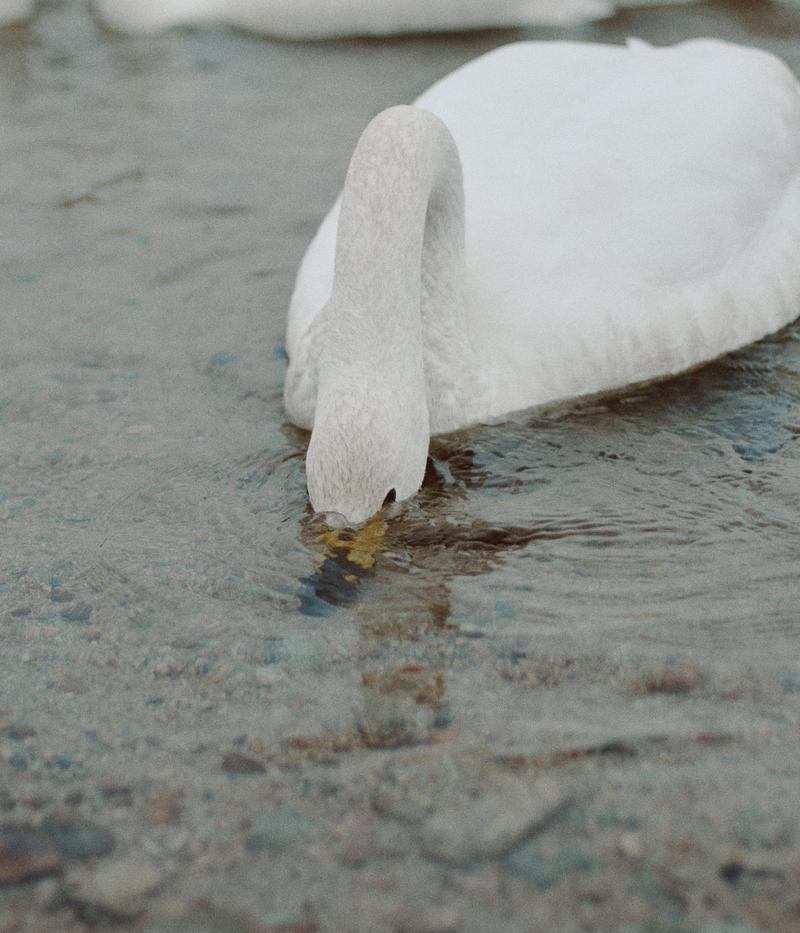 川の水に顔を沈めて食事する白い白鳥