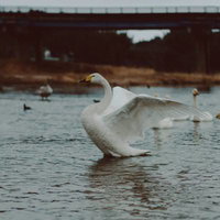 大きく羽を広げる白鳥の写真