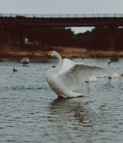 大きく羽を広げる白鳥