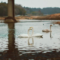 浪江町の川を泳ぐ白鳥たちの写真