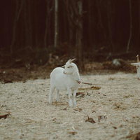 森林の中の砂地に立つ白いヤギ。福島県楢葉町天神岬の牧場の写真