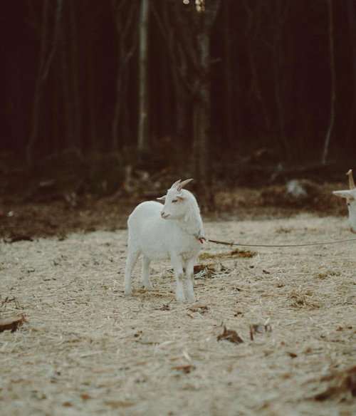 森林の中の砂地に立つ白いヤギ。福島県楢葉町天神岬の牧場