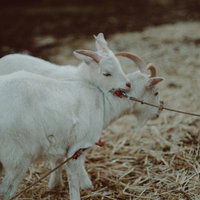 仲良し山羊が草を食べる放牧地の写真