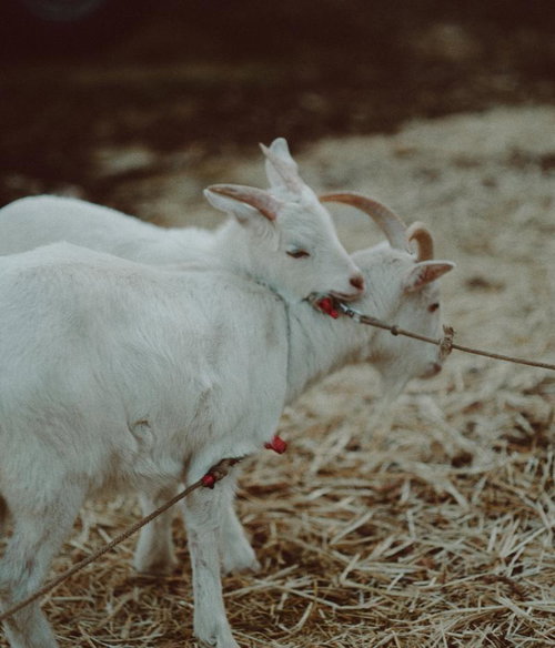 仲良し山羊が草を食べる放牧地
