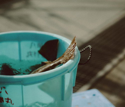 水揚げされたヒラメの尾ひれと漁港での作業