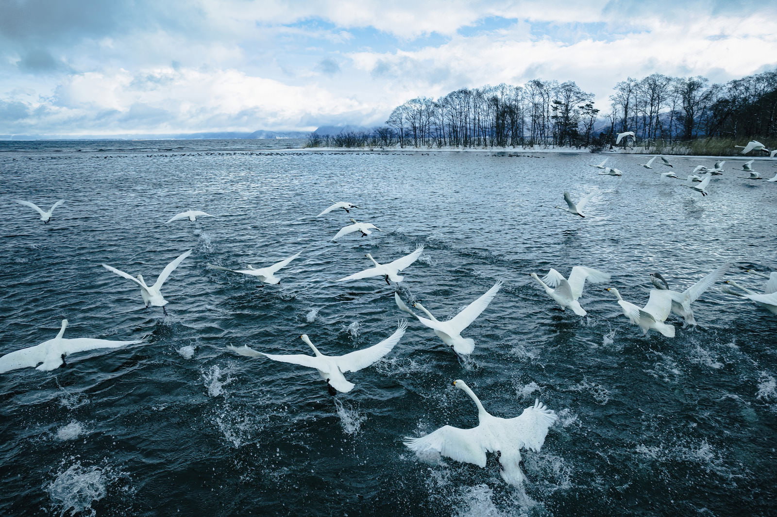 猪苗代湖で水面から飛び立つ複数の白鳥が雪景色の中を飛ぶ光景