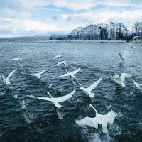 猪苗代湖の水面を飛び立つ白鳥の群れの写真
