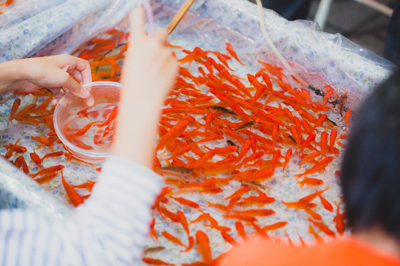 夏祭りの金魚すくいで泳ぐオレンジ色の金魚たちと白いポイ