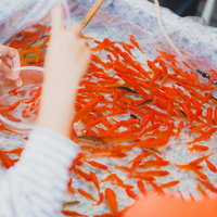 夏祭りの金魚すくい、白いポイとオレンジ色の金魚の写真