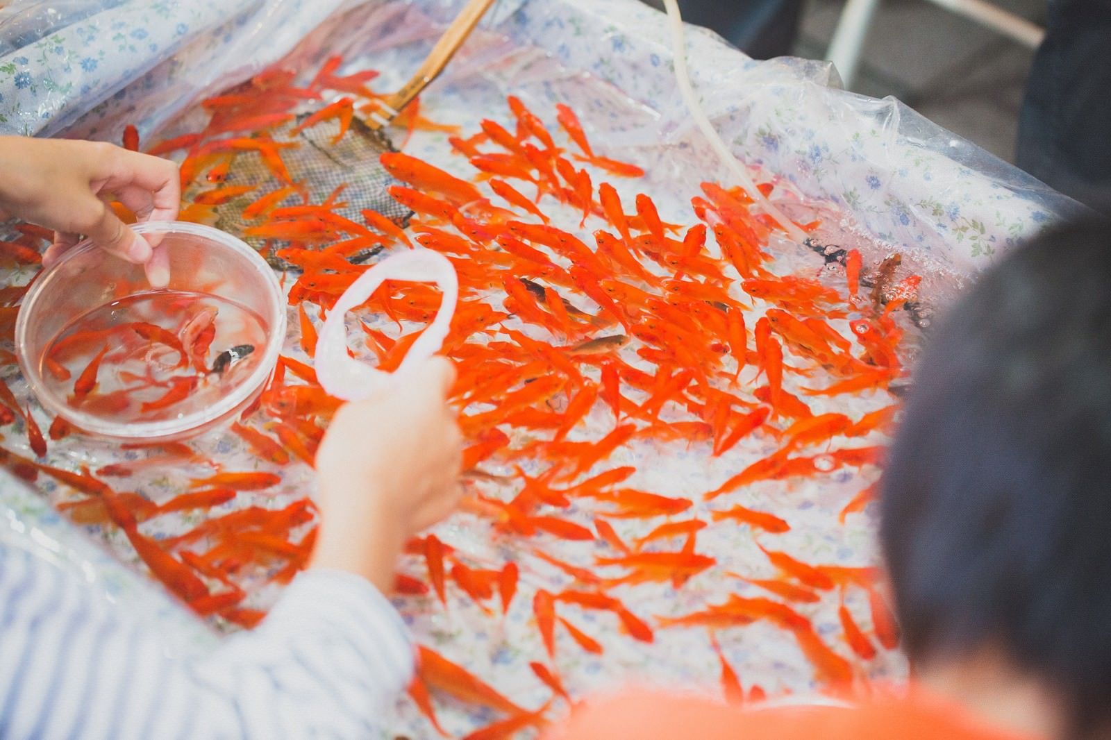 金魚すくいで穴の開いたポイを持つ手と泳ぐ赤い金魚