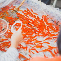 金魚すくい穴があいちゃった瞬間の露天での出来事の写真