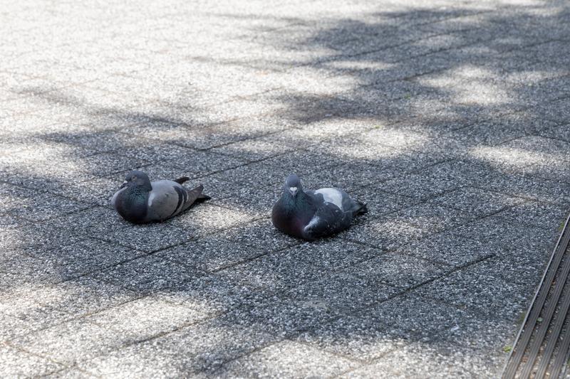 水辺で羽を毛づくろいする2羽の白鳥の写真素材 - フリー素材ぱくたそ
