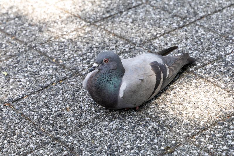 近寄っても逃げない複数の鳩が集まる舗装道路の写真素材 - フリー素材