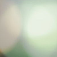 淡い薄緑に暖色光が柔らかくぼけた抽象背景の写真