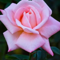 中心が濃いピンクに染まるニュージーランド（薔薇）の写真