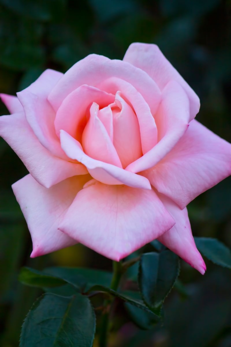 中心が濃いピンクに染まるニュージーランド（薔薇）の写真素材