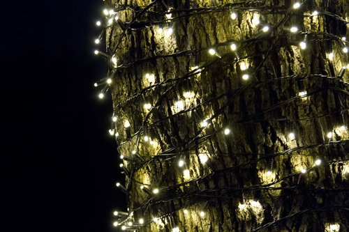 木の幹に螺旋状に巻かれた白い電飾ライト