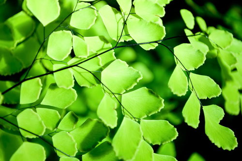 光に透ける造り物のような薄い葉のアジアンタム