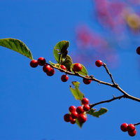 青空に映える秋の木と赤い実の写真