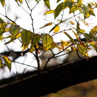黄葉し始めた木の葉と秋の空の写真