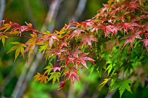 赤やピンクに色づく雨に濡れたもみじ