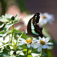 白い花の蜜を吸うアオスジアゲハの写真