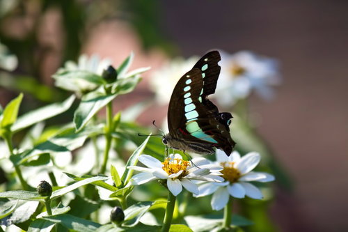 白い花の蜜を吸うアオスジアゲハ