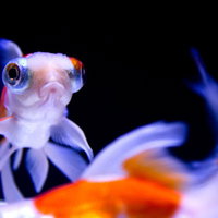 口がへの字の出目金のクローズアップの写真