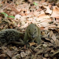 枯れ葉の中でドングリに噛りつく野生のリスの写真