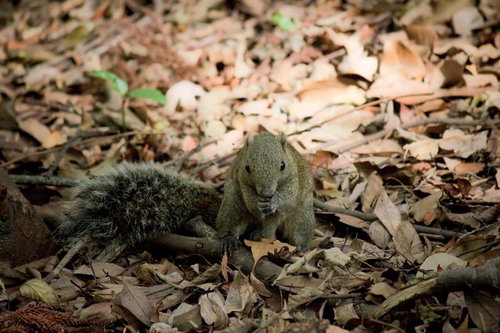 枯れ葉の中でドングリに噛りつく野生のリス