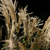 暗闇に浮かぶ逆光のすすきの穂の写真