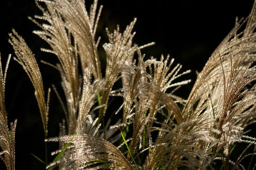 暗闇に浮かぶ逆光のすすきの穂