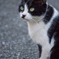 こちらを凝視するハチワレ猫の写真