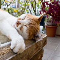 木箱の中でひっくり返って寝る猫の写真