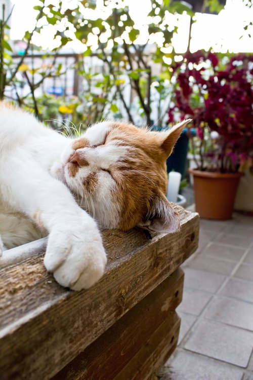 木箱の中でひっくり返って寝る猫