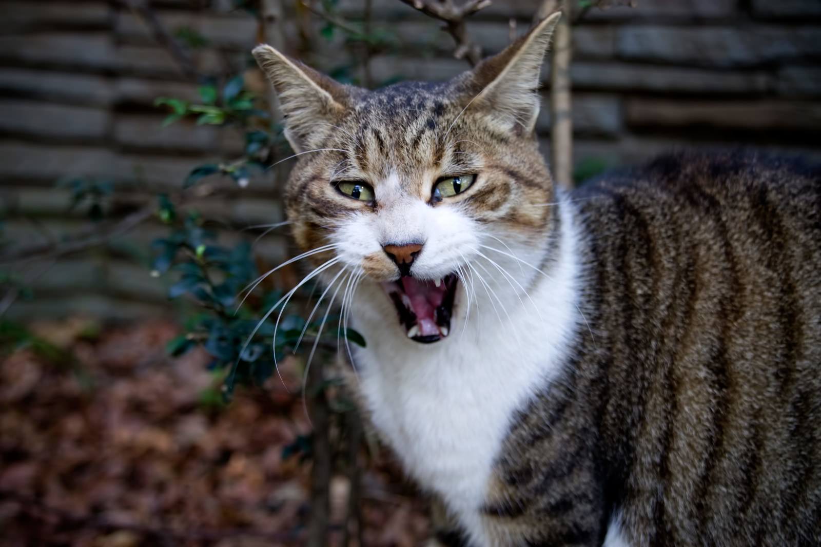 牙を見せて威嚇する縞模様の猫