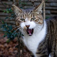 牙をむいて威嚇する般若のような表情の猫の写真