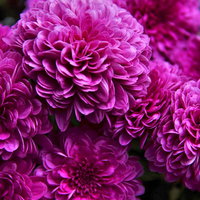 ひしめき合うように咲く紫の菊の写真
