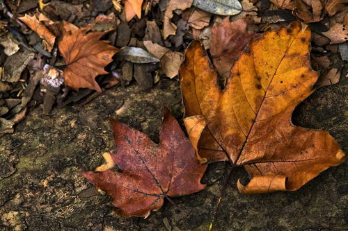 石の上に落ちた楓の枯葉