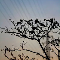夕焼け空に止まる鳥たちと枯れ木の写真