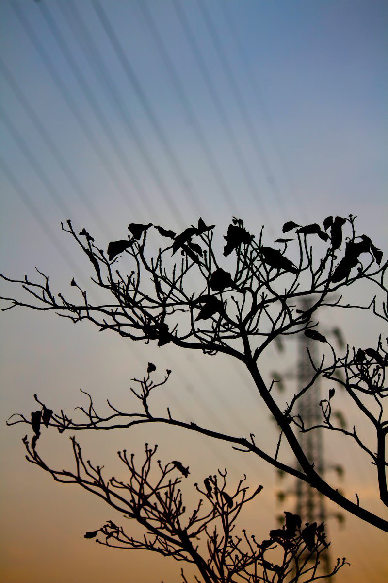 夕焼けの枯れ木に止まる鳥の群れ